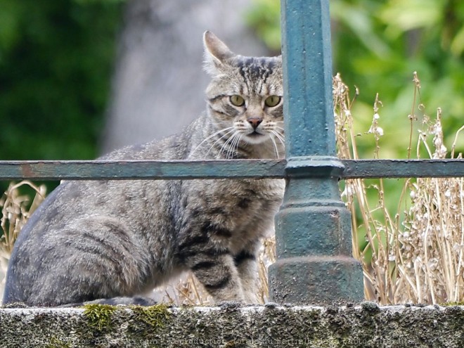 Photo de Chat domestique