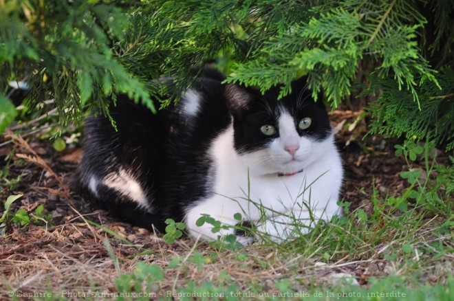 Photo de Chat domestique