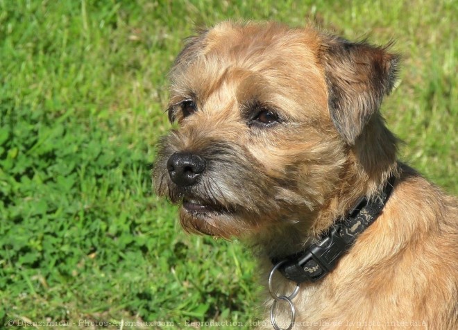 Photo de Border terrier