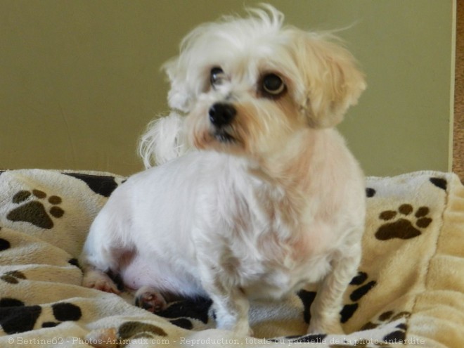 Photo de Coton de tulear