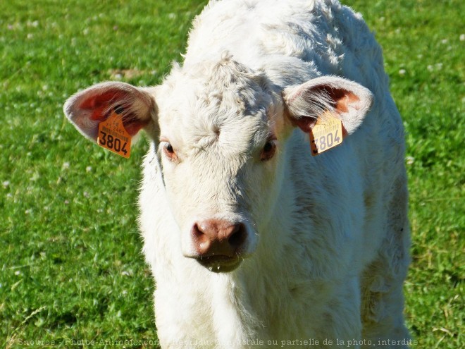 Photo de Veau