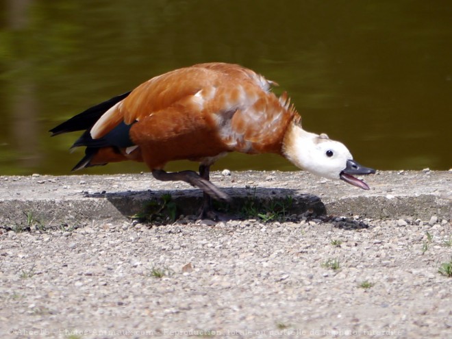 Photo de Canard tadorne casarca