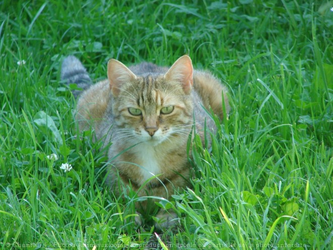 Photo de Chat domestique