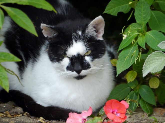 Photo de Chat domestique