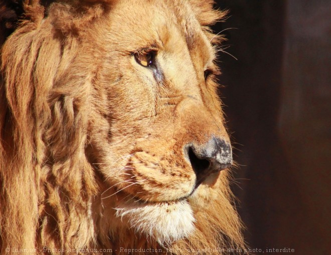 Photo de Lion