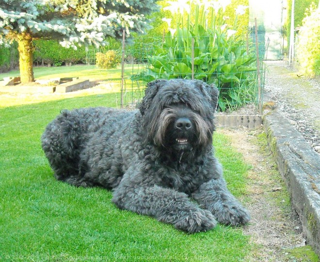 Photo de Bouvier des flandres