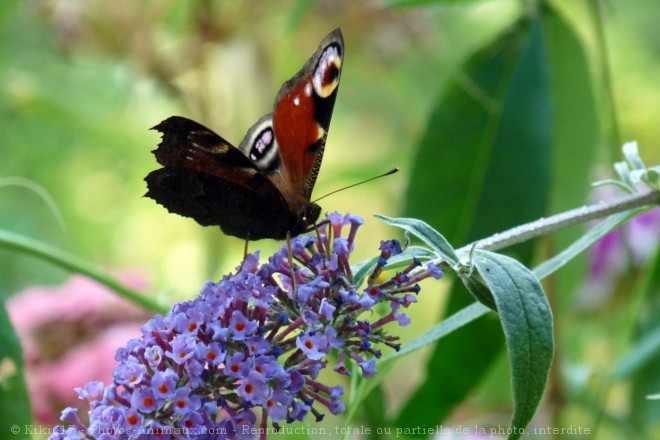 Photo de Papillon - paon du jour