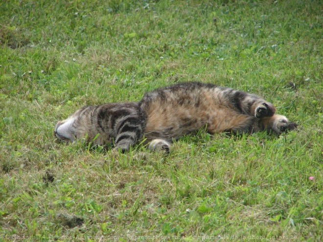 Photo de Chat domestique