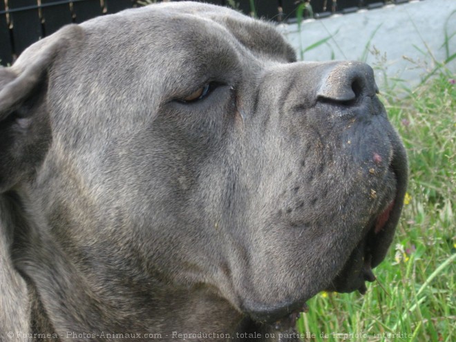 Photo de Chien de cour italien