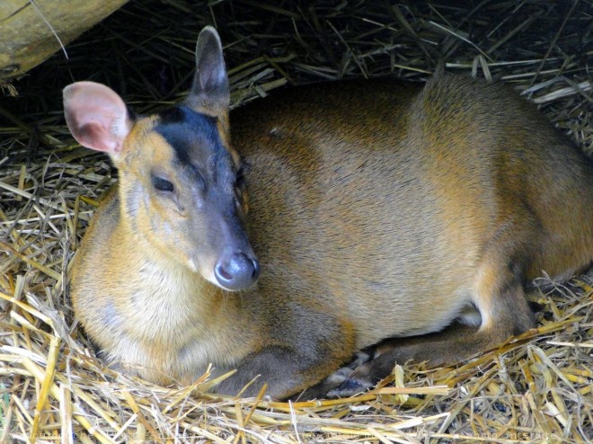 Photo de Muntjac