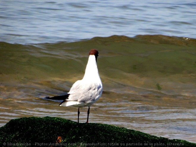 Photo de Mouette