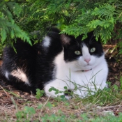 Photo de Chat domestique