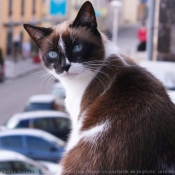 Photo de Chat domestique