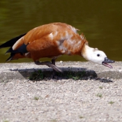 Photo de Canard tadorne casarca