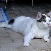 Photo de Chat domestique