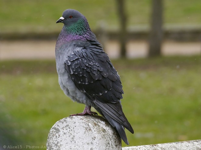 Photo de Pigeon