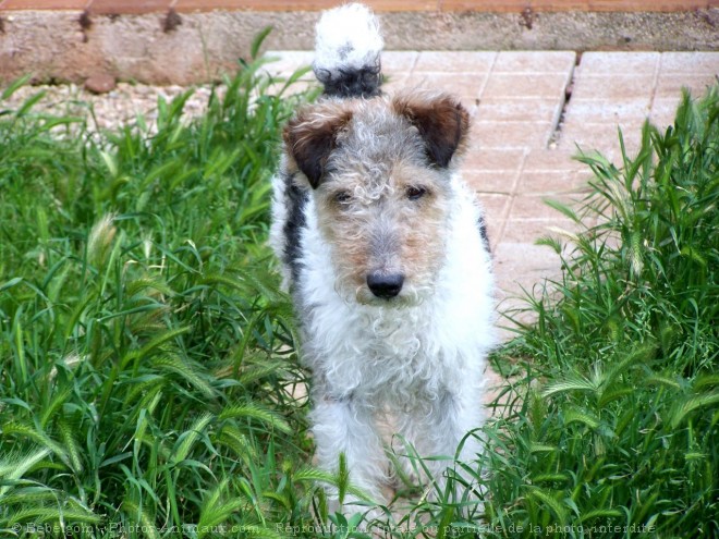 Photo de Fox terrier  poil dur