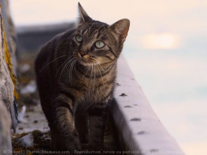 Photo de Chat domestique