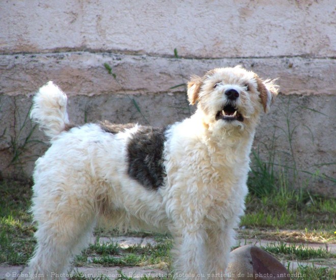 Photo de Fox terrier  poil dur