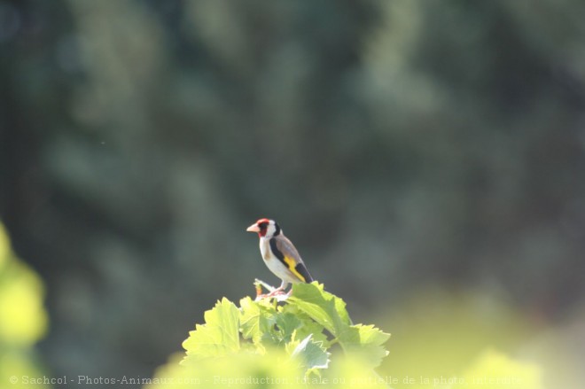 Photo de Chardonnet