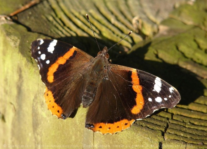 Photo de Papillon - vulcain