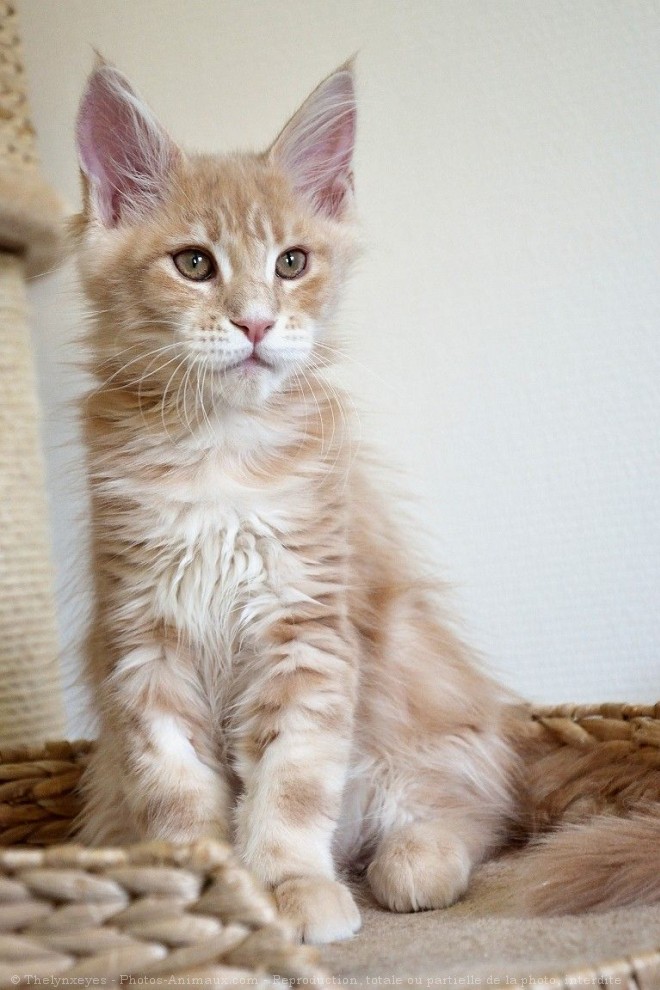 Photo de Maine coon