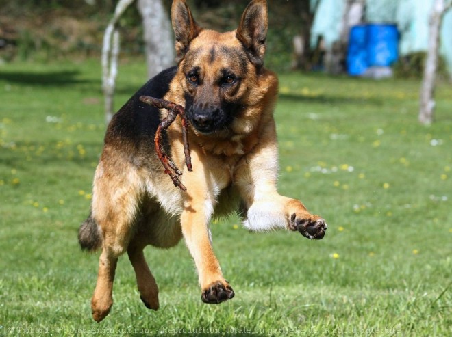 Photo de Berger allemand  poil court