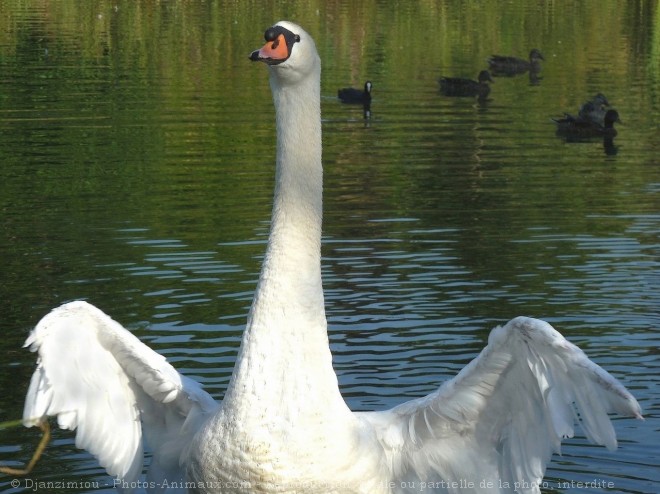 Photo de Cygne