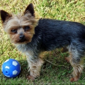 Photo de Yorkshire terrier