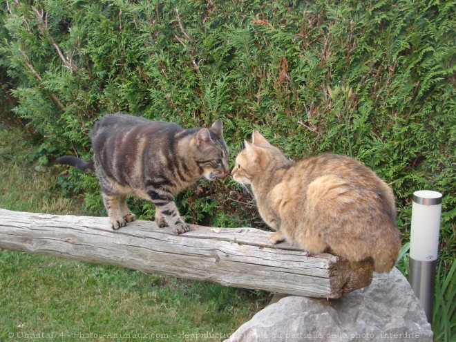 Photo de Chat domestique