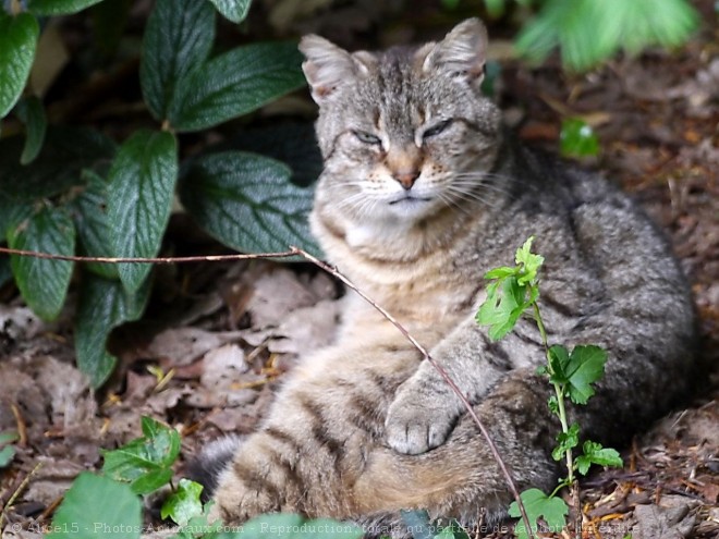 Photo de Chat domestique