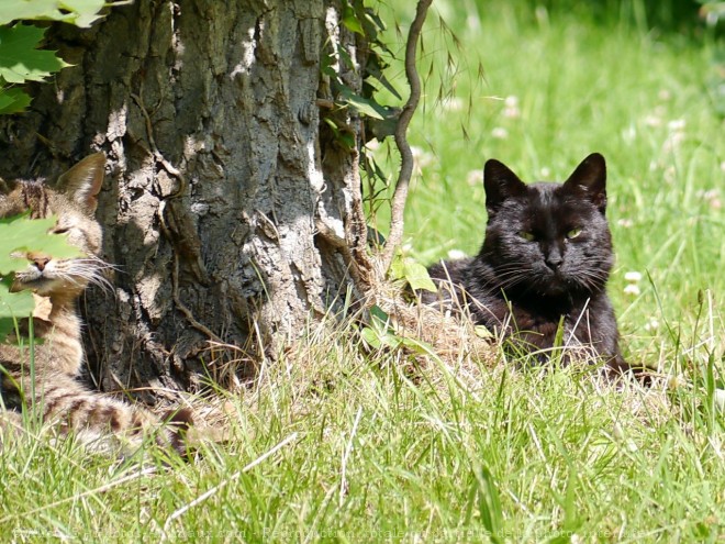 Photo de Chat domestique