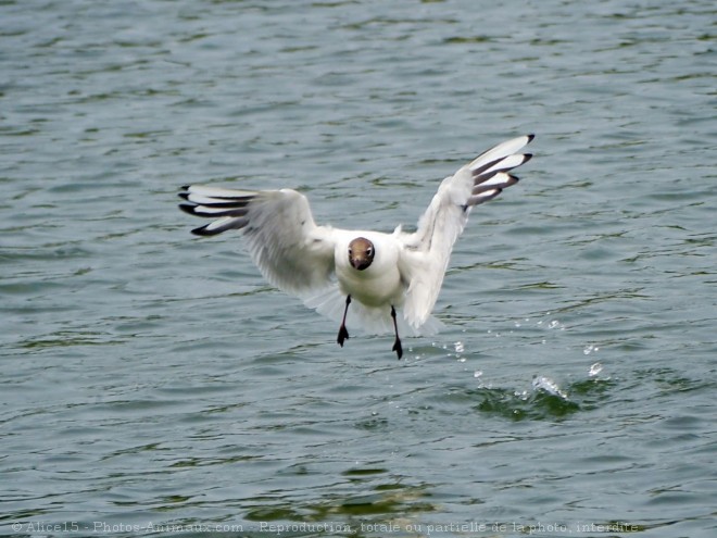 Photo de Mouette