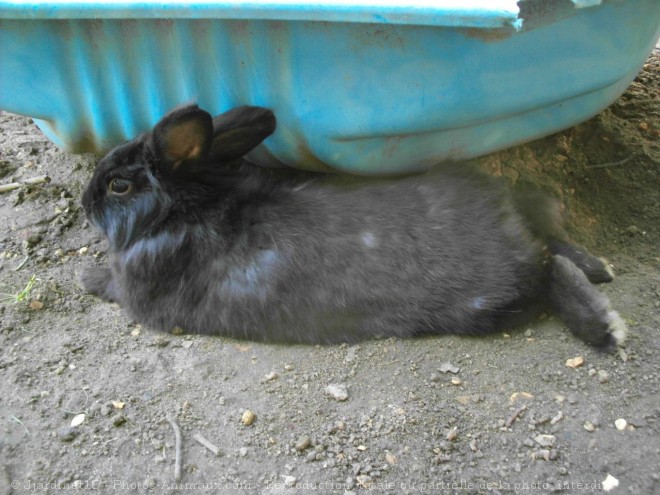 Photo de Lapin