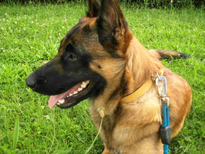 Photo de Berger belge malinois