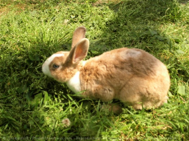 Photo de Lapin