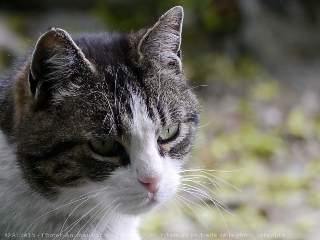 Photo de Chat domestique