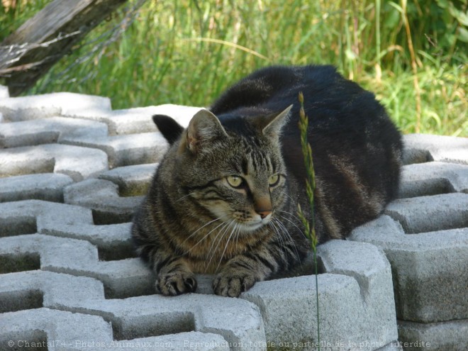 Photo de Chat domestique