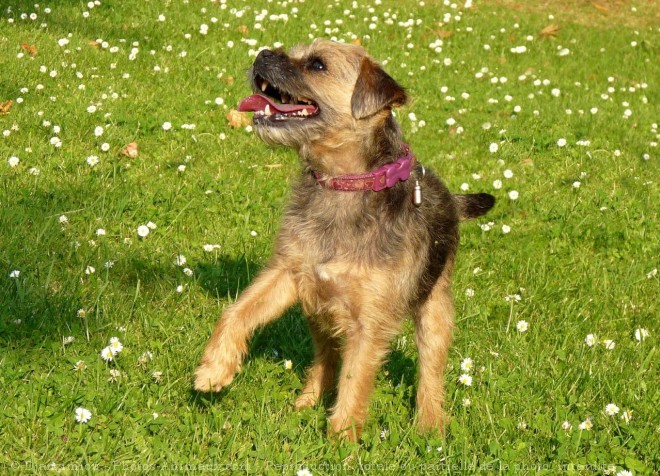 Photo de Border terrier