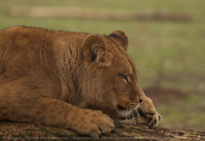 Photo de Lion