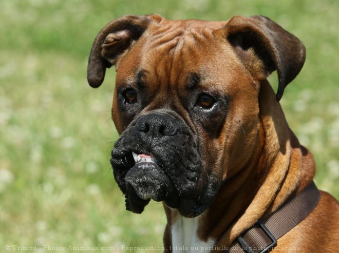 Photo de Boxer