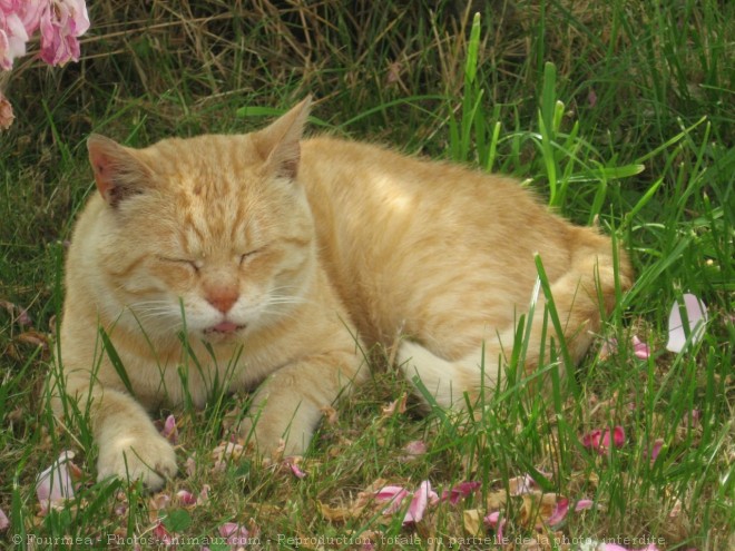 Photo de Chat domestique