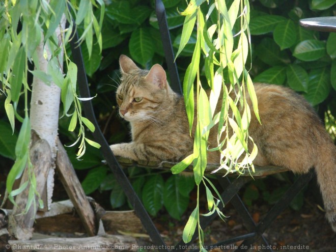 Photo de Chat domestique