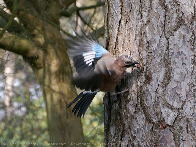 Photo de Geai - des chnes