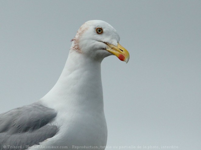 Photo de Goeland