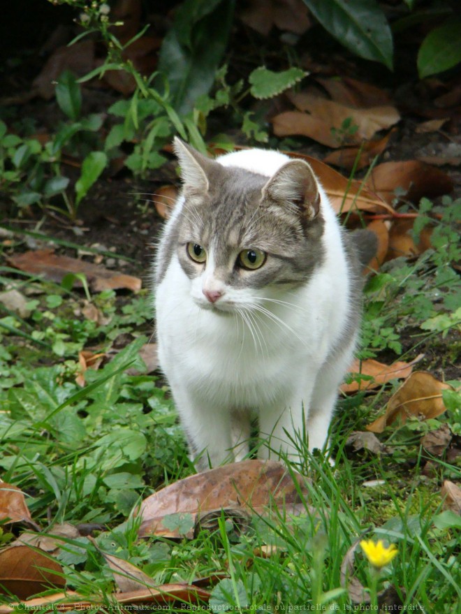 Photo de Chat domestique