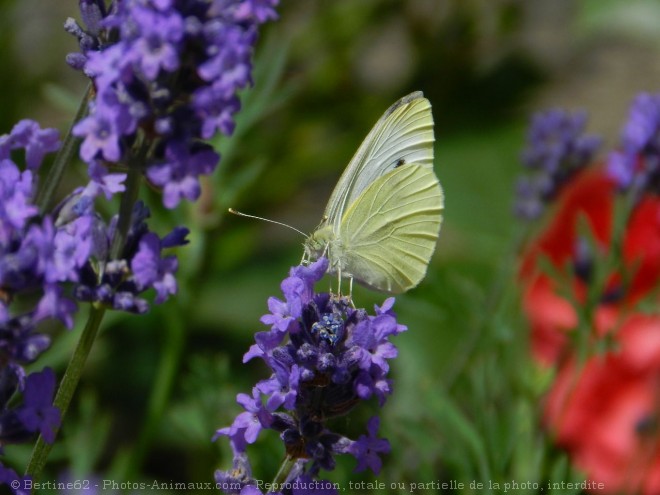 Photo de Papillon