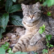 Photo de Chat domestique