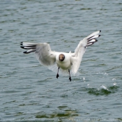 Photo de Mouette