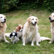 Photo de Golden retriever